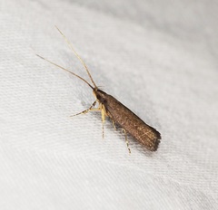 Lecithocera platomona
