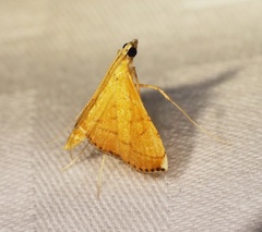 Mabra nigriscripta