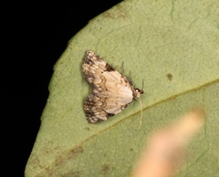 Mataeomera semialba