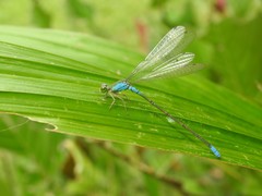 Pseudagrion glaucoideum