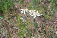 Leontopodium leontopodioides