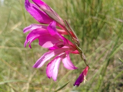 Gladiolus dubius