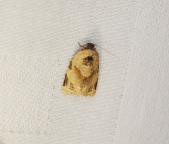 Neocalyptis liratana