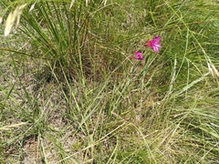 Gladiolus dubius