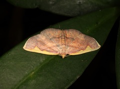 Nothomiza flavicosta