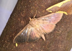 Omiodes pernitescens