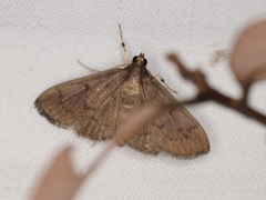 Omiodes tristrialis