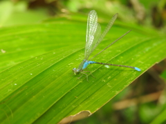 Pseudagrion glaucoideum