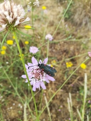 Zygaena lavandulae