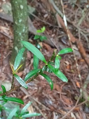 Podocarpus fasciculus