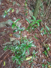 Podocarpus fasciculus