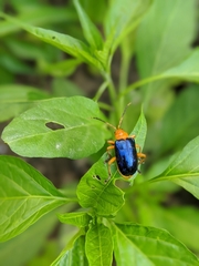 Aplosonyx chalybaeus