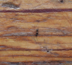 Diapriinae