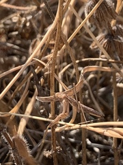 Bolivaria brachyptera