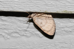 Hydriomena renunciata