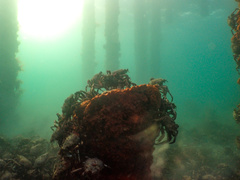 Leptomithrax gaimardii