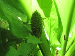 Lysichiton camtschatcensis