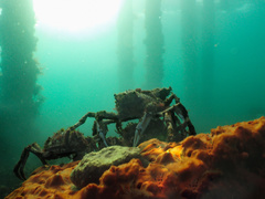 Leptomithrax gaimardii