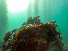 Leptomithrax gaimardii