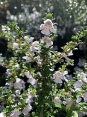 Prostanthera cuneata