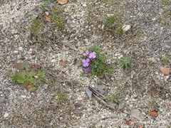 Malcolmia littorea