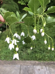 Styracaceae