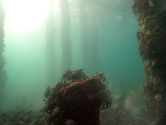 Leptomithrax gaimardii