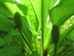 Lysichiton camtschatcensis
