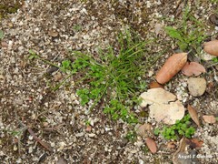 Alchemilla microcarpa