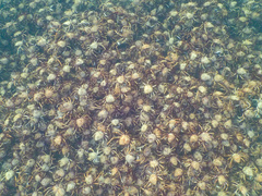 Leptomithrax gaimardii