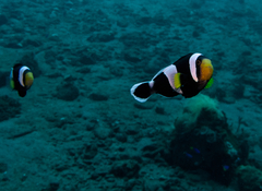 Amphiprion polymnus