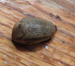 Carinarion