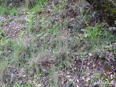 Dactylis glomerata hispanica
