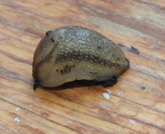 Carinarion