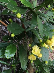 Brasiliopuntia brasiliensis