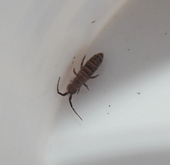 Orchesella multifasciata