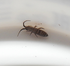 Orchesella multifasciata