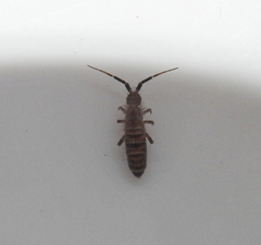 Orchesella multifasciata