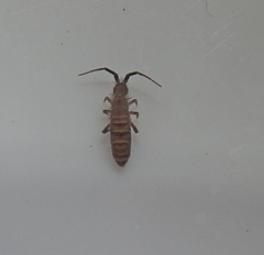 Orchesella multifasciata