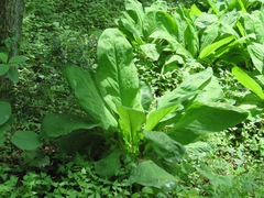 Lysichiton camtschatcensis