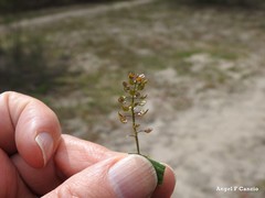 Teesdalia coronopifolia