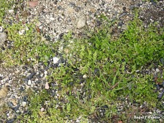 Lysimachia linum-stellatum
