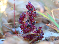 Alectra orobanchoides