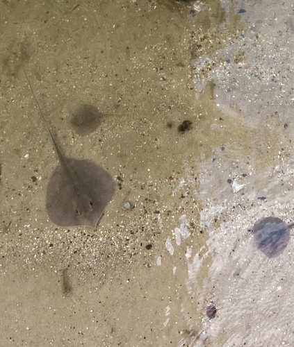 Atlantic Stingray photographed in Alabama