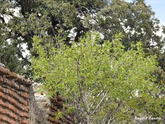 Prunus amygdalus