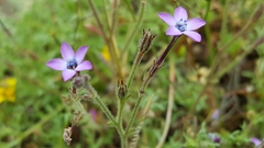 Gilia tenuiflora
