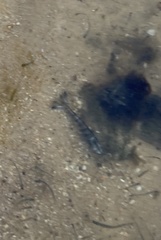 Penaeus