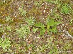 Plantago coronopus