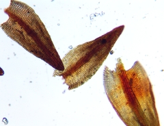 Vinealobryum brachyphyllum