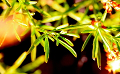 Ocimum angustifolium